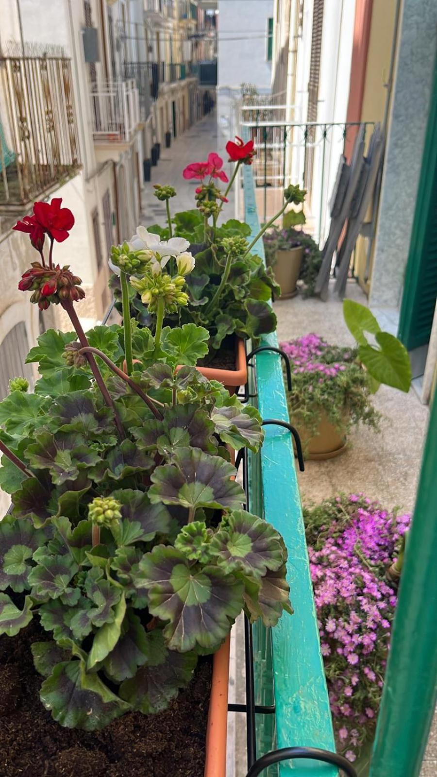 La Casa di Nonna Sisina Villa Mola di Bari Eksteriør billede